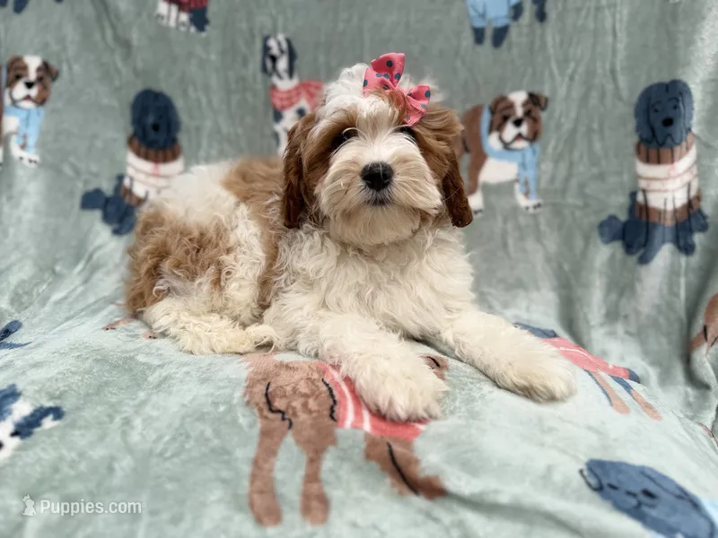 Ember – Cavapoo puppy for sale in Lakeland, FL