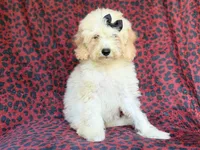 Olive, a female Cockapoo for sale in Lakeland, FL – 4 of 9