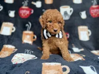 Maverick, a male Cockapoo and Poodle - Miniature  for sale in Lakeland, FL – 5 of 8