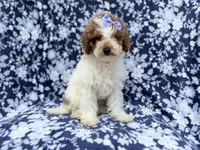 Charlotte , a female Poodle - Miniature  for sale in Lakeland, FL – 6 of 7