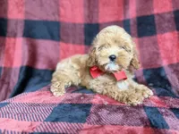 Rover, a male Cockapoo and Poodle - Miniature  for sale in Lakeland, FL – 5 of 8