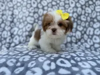 Grace, a female Lhasa Apso for sale in Lakeland, FL – 3 of 9