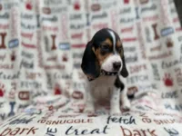 Waylon, a male Beagle for sale in Lakeland, FL – 8 of 9