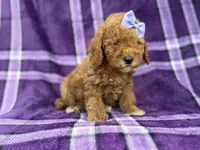Agnes, a female Cavapoo and Poodle - Miniature  for sale in Lakeland, FL – 7 of 9