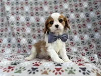 Odie, a male Cavalier King Charles Spaniel for sale in Lakeland, FL – Photo 6 of 8