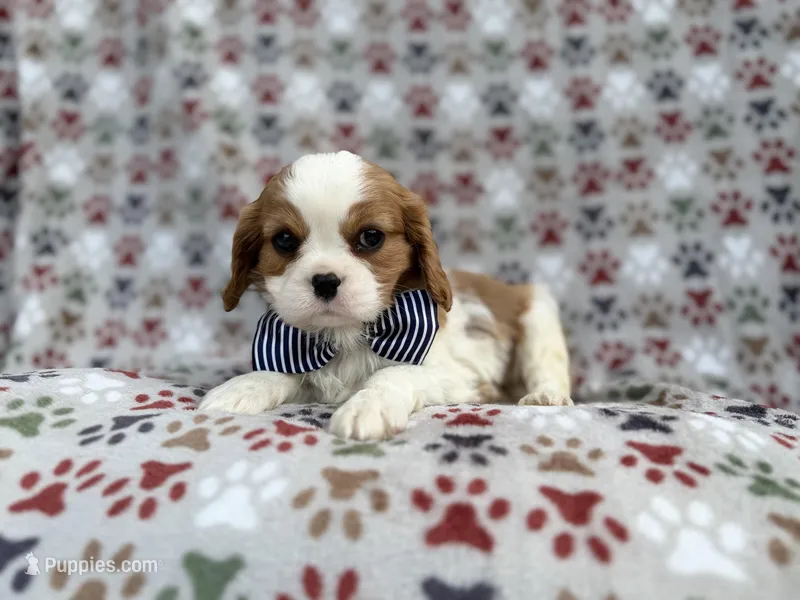 Odie – Cavalier King Charles Spaniel puppy for sale in Lakeland, FL