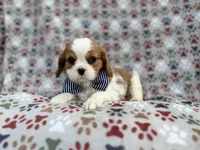 Odie, a male Cavalier King Charles Spaniel for sale in Lakeland, FL – Photo 1 of 8