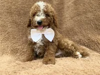 Lane, a male Goldendoodle and Poodle - Miniature  for sale in Lakeland, FL – 3 of 10