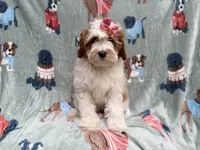Ember, a female Cavapoo for sale in Lakeland, FL – 3 of 10