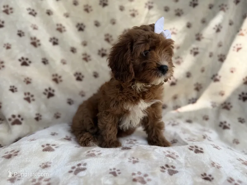 Lettie – Cavapoo puppy for sale in Lakeland, FL