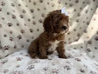 Lettie, a female Cavapoo for sale in Lakeland, FL – 1 of 9
