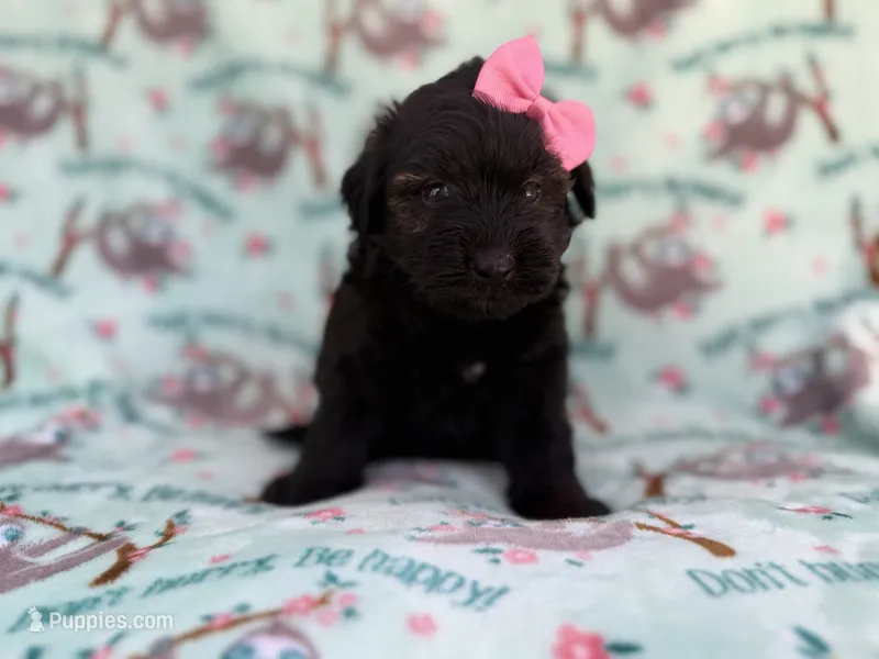 Darla – Miniature Aussiedoodle puppy for sale in Lakeland, FL