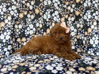 Cora, a female Cavapoo and Poodle - Miniature  for sale in Lakeland, FL – 9 of 10
