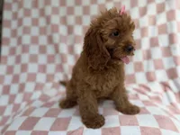 Reba, a female Cavapoo for sale in Lakeland, FL – 7 of 9