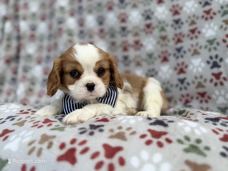 Odie – Cavalier King Charles Spaniel puppy for sale in Lakeland, FL
