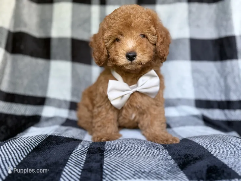 Bolt – Yorkipoo puppy for sale in Lakeland, FL