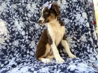 Bindi, a female Miniature Australian Shepherd for sale in Lakeland, FL – 6 of 8