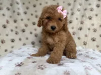 Allison, a female Poodle - Miniature  and Miniature Goldendoodle for sale in Lakeland, FL – 6 of 8