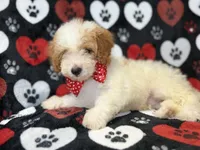 Spike, a male Cavapoo for sale in Lakeland, FL – 5 of 8