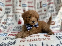 Luke, a male Goldendoodle for sale in Lakeland, FL – 8 of 8