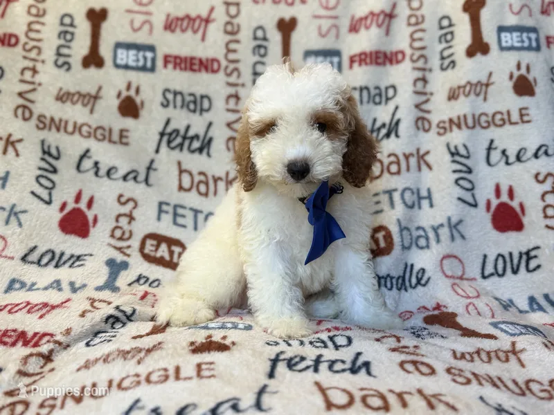 Tofu – Poodle - Miniature  puppy for sale in Lakeland, FL