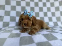 Fancy, a female Cockapoo and Poodle - Miniature  for sale in Lakeland, FL – 2 of 8