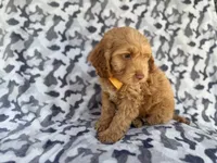 Toby, a male Cockapoo for sale in Lakeland, FL – 4 of 8