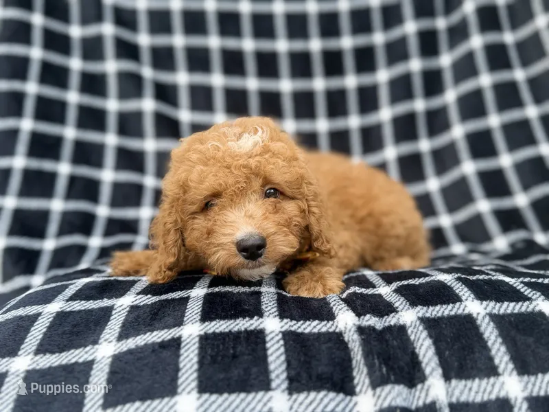 Lenny – Goldendoodle, Poodle - Miniature  puppy for sale in Lakeland, FL