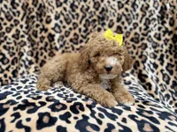 Reagan, a female Cockapoo and Poodle - Miniature  for sale in Lakeland, FL – 2 of 9