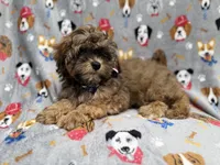 Drake, a male Shihpoo for sale in Lakeland, FL – 4 of 7