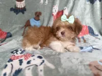 Tilly, a female Lhasa Apso for sale in Lakeland, FL – 6 of 7