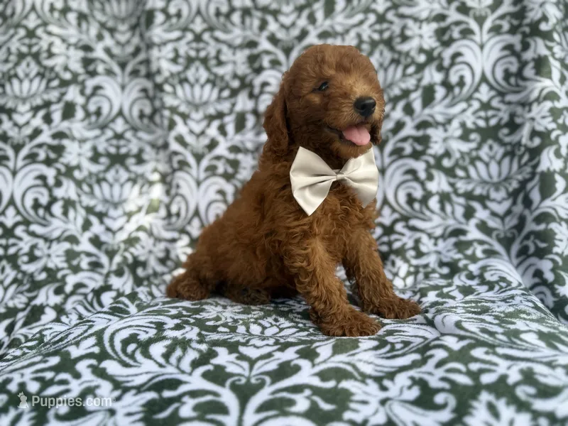 Leon – Goldendoodle puppy for sale in Lakeland, FL
