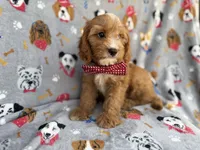 Chance, a male Cavapoo for sale in Lakeland, FL – 3 of 9