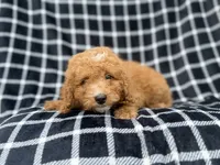 Lenny, a male Goldendoodle and Poodle - Miniature  for sale in Lakeland, FL – 3 of 8
