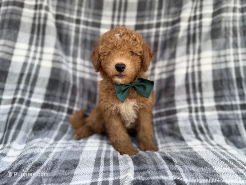 Ozzy – Miniature Aussiedoodle puppy for sale in Lakeland, FL
