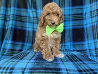 Simba, a male Poodle - Miniature  for sale in Lakeland, FL – 9 of 9