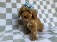 Fancy, a female Cockapoo and Poodle - Miniature  for sale in Lakeland, FL – 8 of 8
