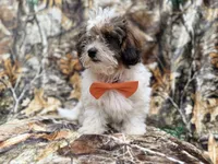 Dagger, a male Shihpoo for sale in Lakeland, FL – 10 of 10