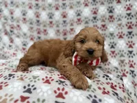 Pete, a male Cockapoo for sale in Lakeland, FL – 7 of 8