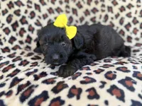 Dixie, a female Poodle - Miniature  and Miniature Aussiedoodle for sale in Lakeland, FL – 2 of 6