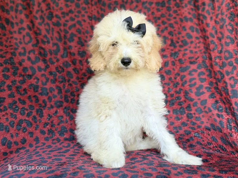 Olive – Cockapoo puppy for sale in Lakeland, FL