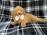 Dayton, a male Miniature Goldendoodle for sale in Lakeland, FL – 5 of 8