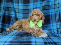 Simba, a male Poodle - Miniature  for sale in Lakeland, FL – 7 of 9