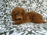 Prince, a male Cockapoo for sale in Lakeland, FL – 4 of 9