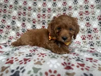 Marcus, a male Cockapoo and Poodle - Miniature  for sale in Lakeland, FL – 7 of 7