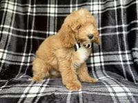 Willie, a male Cockapoo for sale in Lakeland, FL – 9 of 10