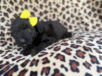 Dixie, a female Poodle - Miniature  and Miniature Aussiedoodle for sale in Lakeland, FL – 6 of 6
