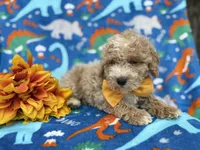 Theo, a male Cockapoo and Poodle - Miniature  for sale in Lakeland, FL – Photo 8 of 9