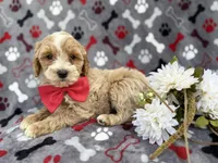 Whiskey, a male Cockapoo and Poodle - Miniature  for sale in Lakeland, FL – Photo 2 of 9