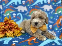 Theo, a male Cockapoo and Poodle - Miniature  for sale in Lakeland, FL – Photo 6 of 9